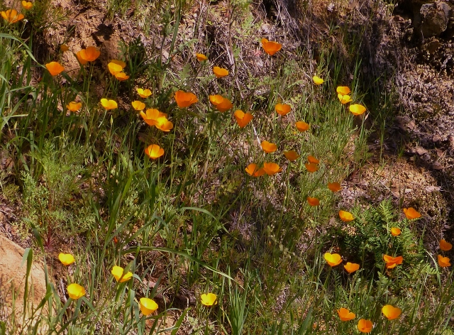 P1000667 (640x472)